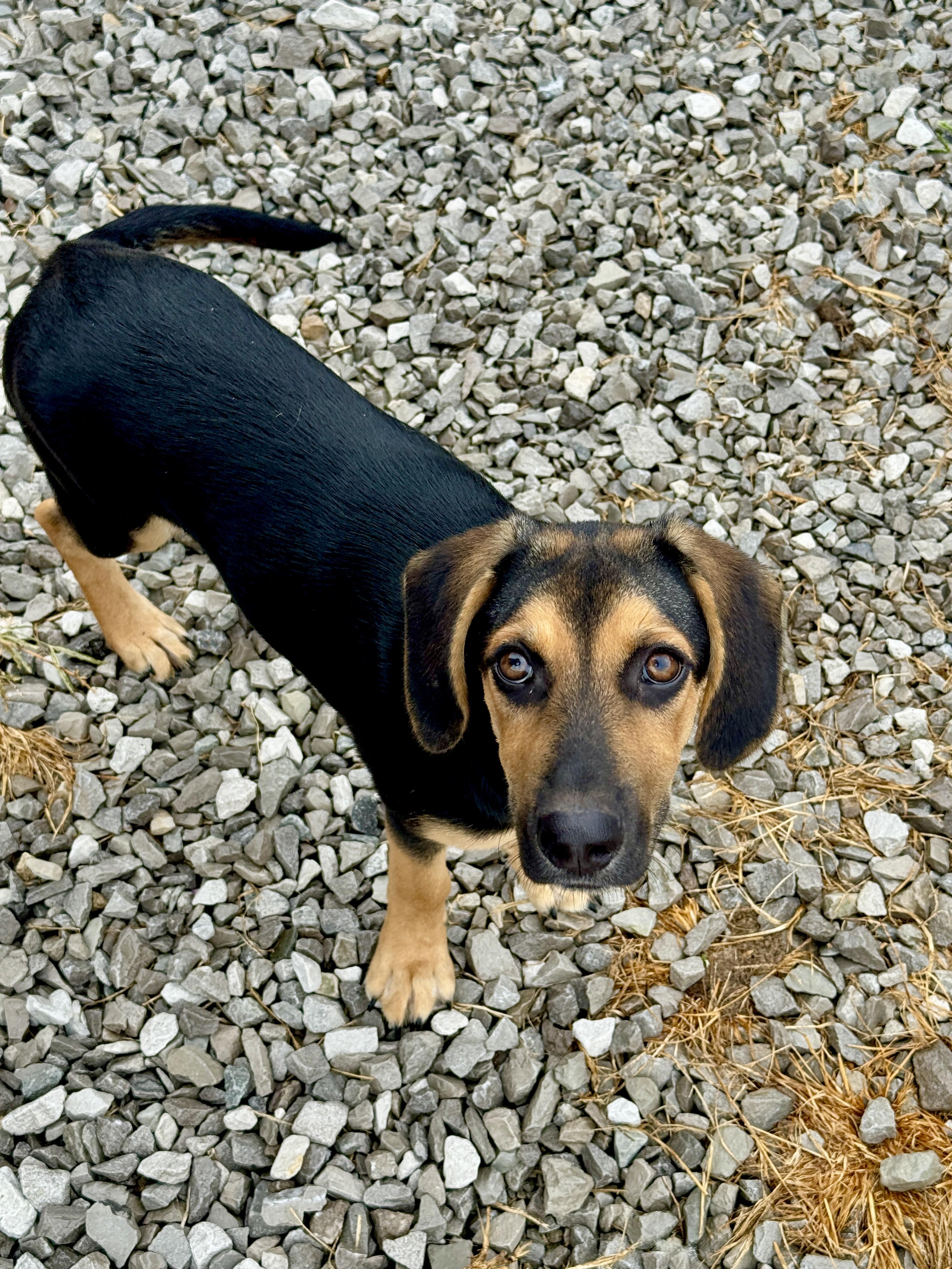Enlarge Dolly, a Adoptable mixed breed in Hartford, KY image 3/5