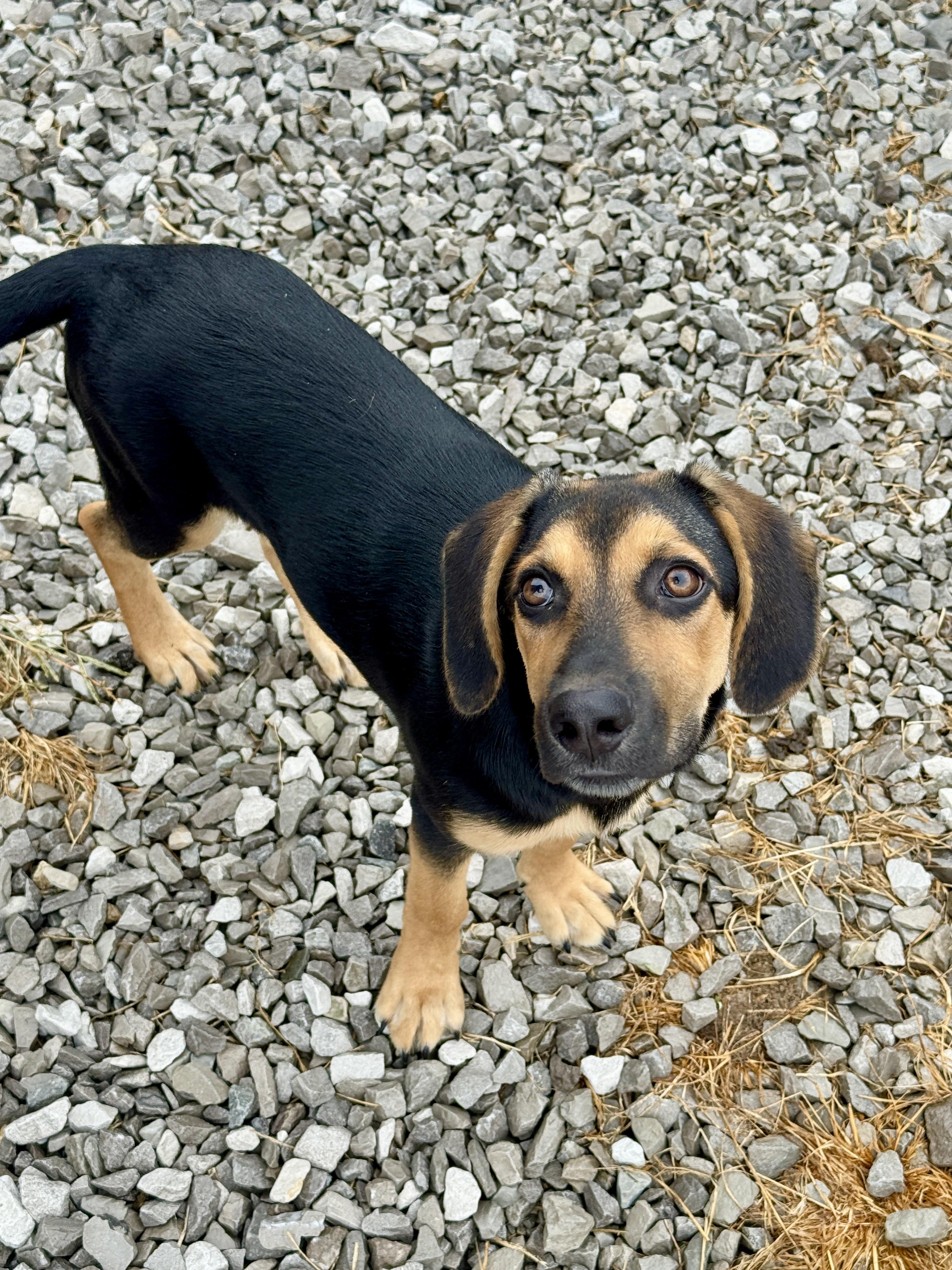 Enlarge Dolly, a Adoptable mixed breed in Hartford, KY image 2/5