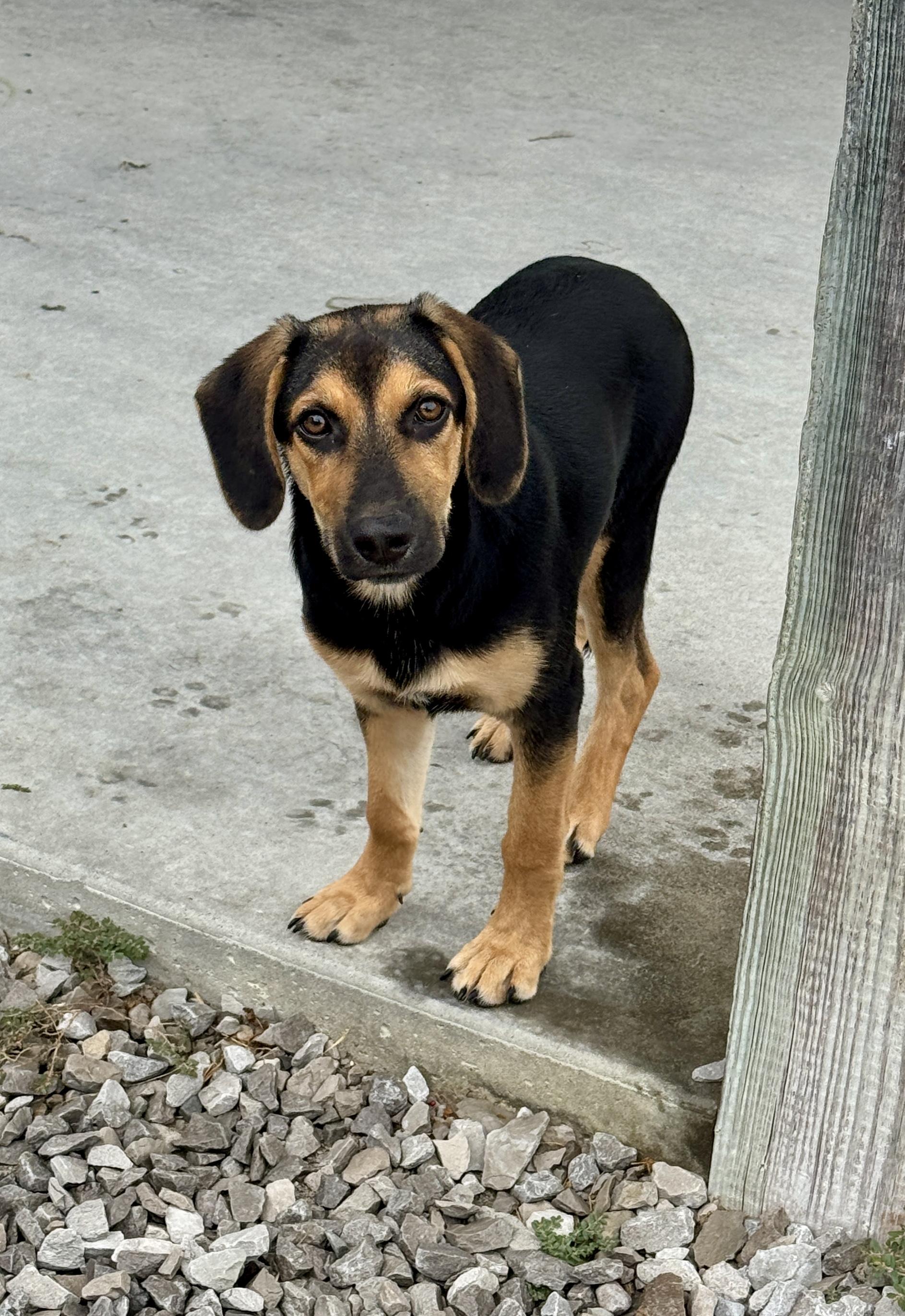 Enlarge Dolly, a Adoptable mixed breed in Hartford, KY image 5/5