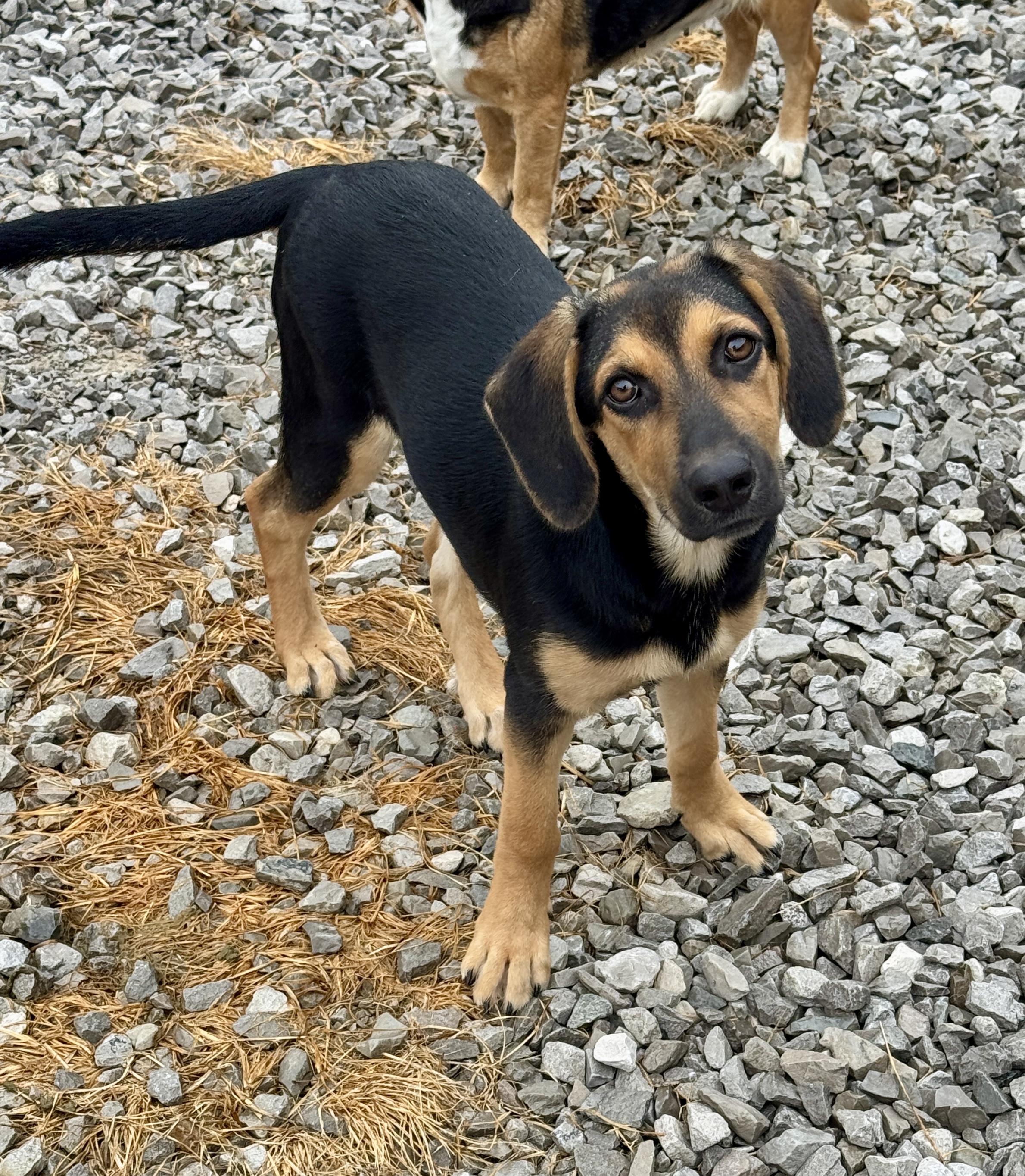 Dolly, Adoptable, Puppy Female Beagle & German Shepherd Dog.