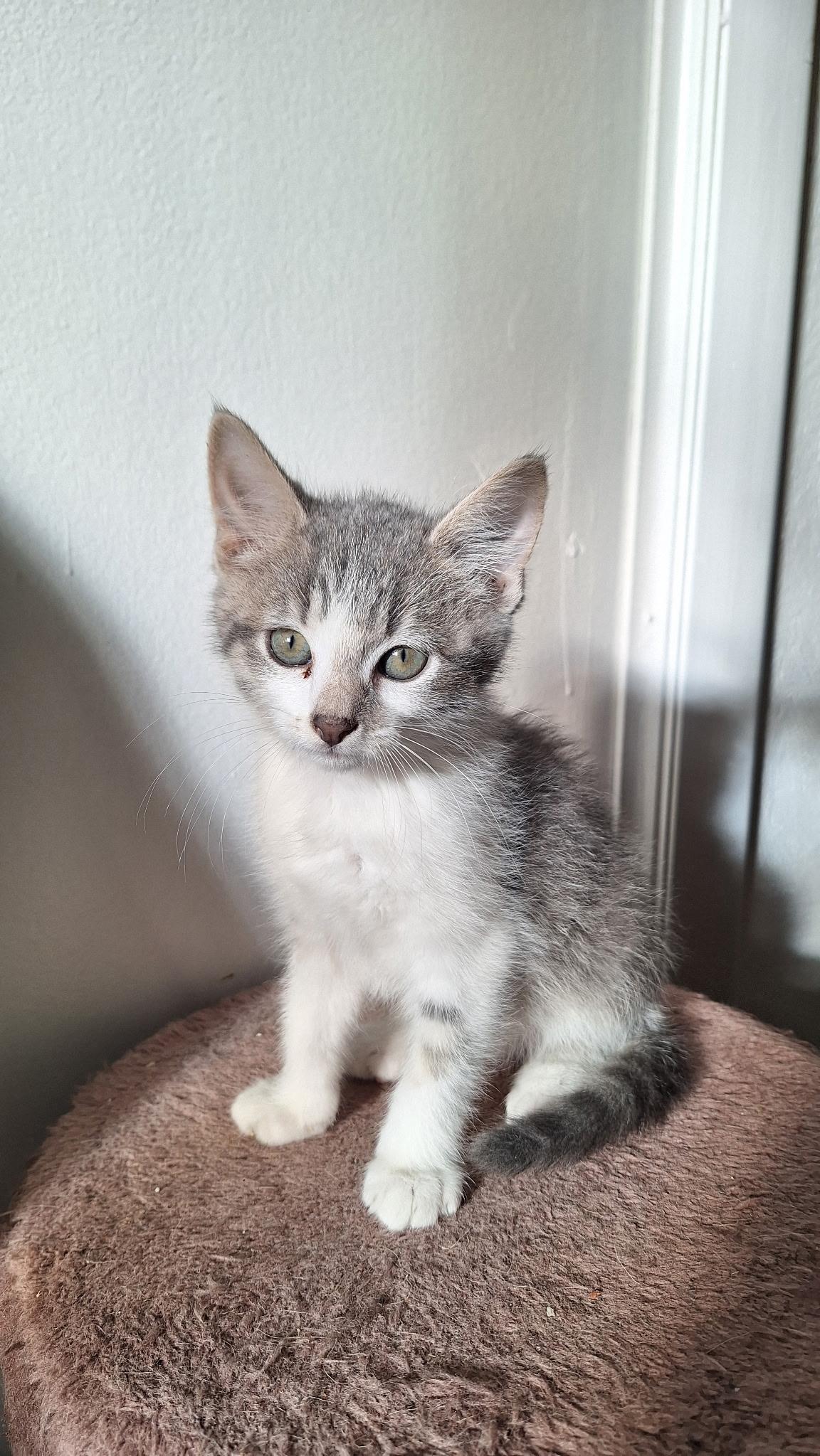 Enlarge Leslie, an adopted American Shorthair in Roanoke, VA image 2/4