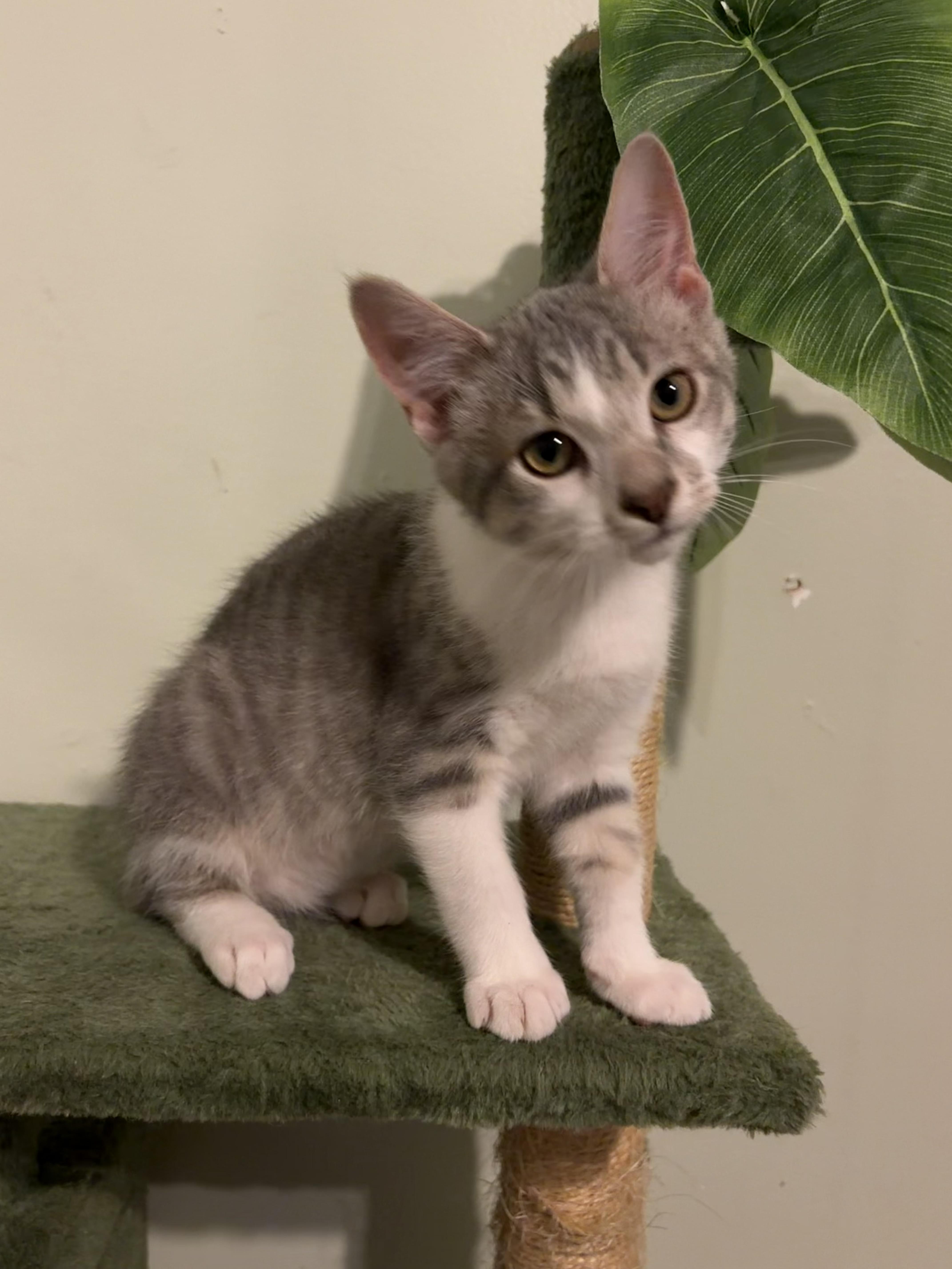 Leslie, adopted, Kitten Male American Shorthair.
