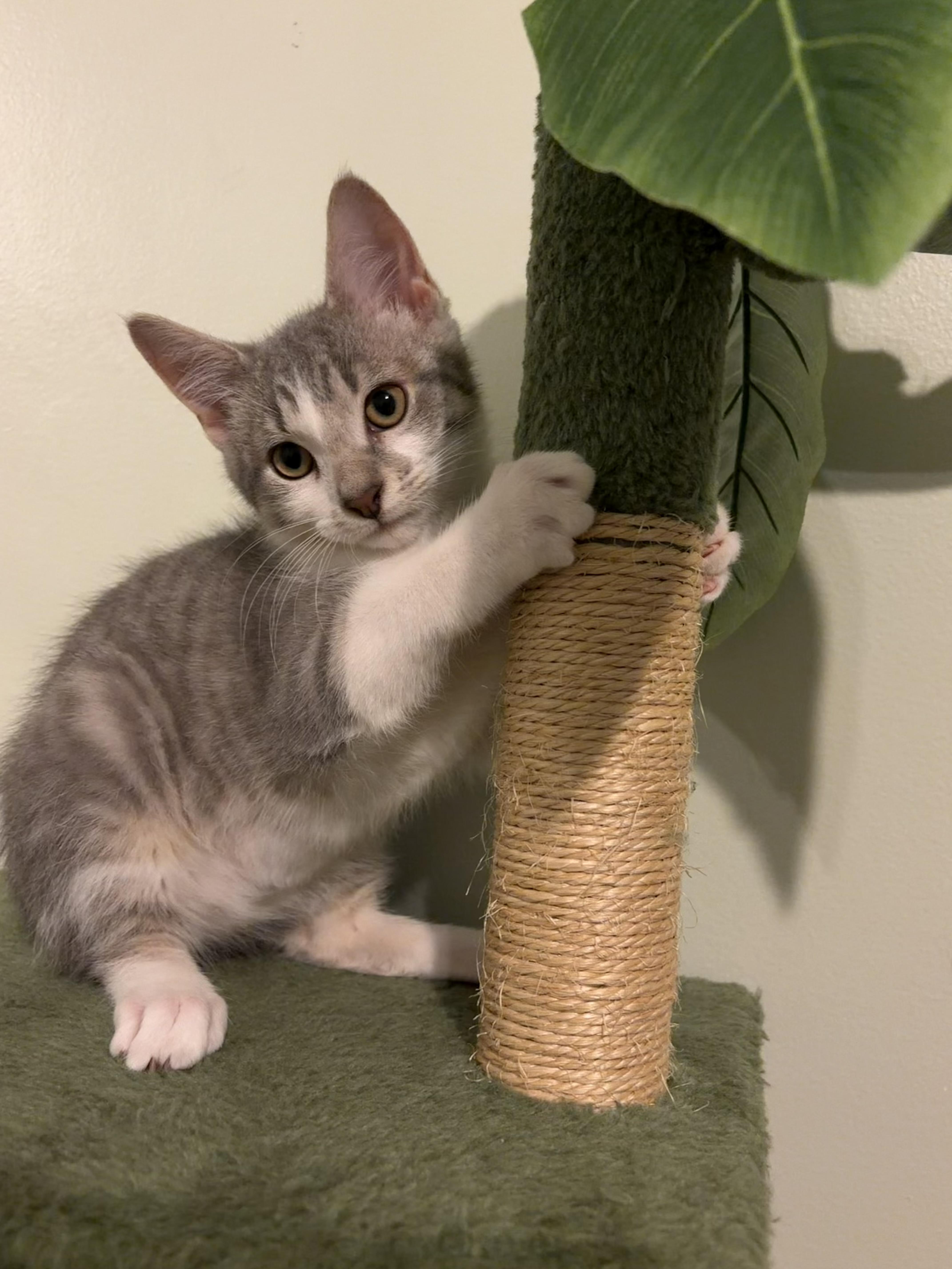 Enlarge Leslie, an adopted American Shorthair in Roanoke, VA image 4/4