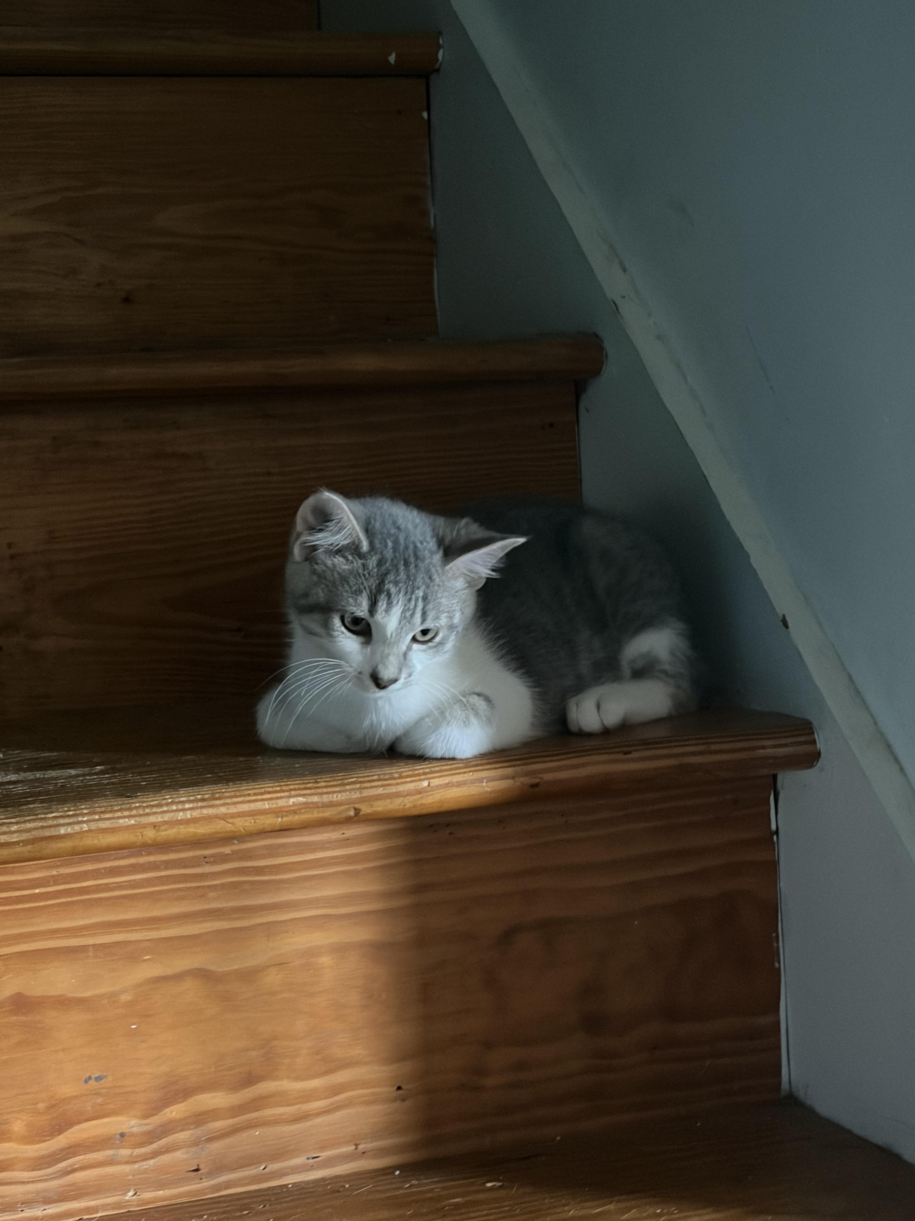 Enlarge Leslie, an adopted American Shorthair in Roanoke, VA image 3/4