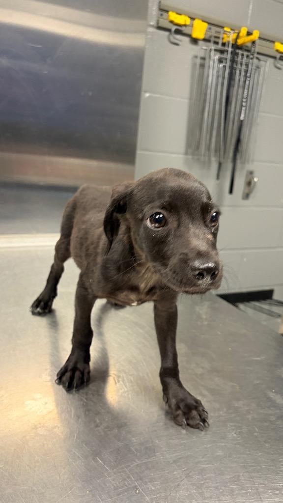 Enlarge B.J., a Adoptable Terrier in Missouri City, TX image 1/1