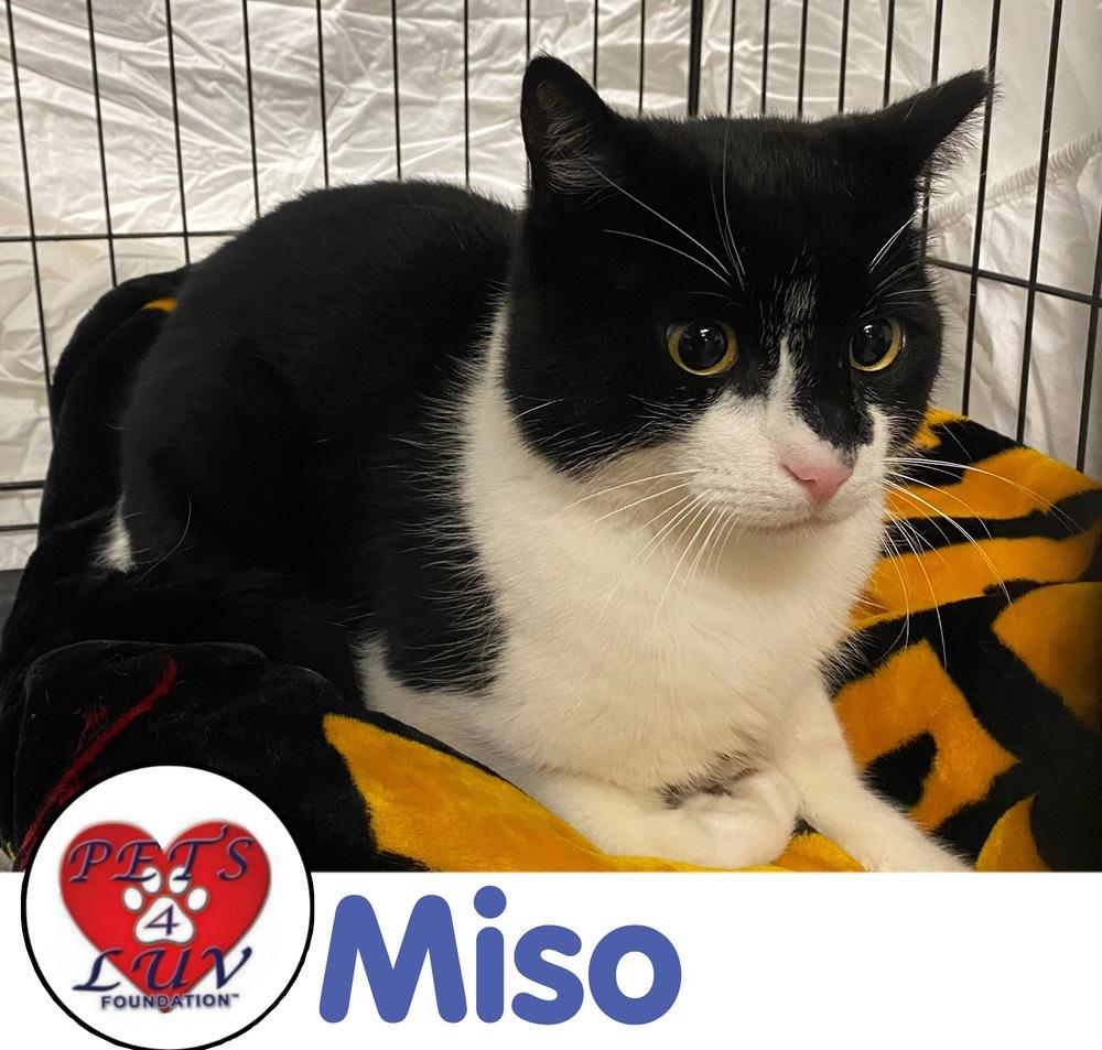 Miso Manhasset, Adoptable, Young Male Domestic Short Hair.