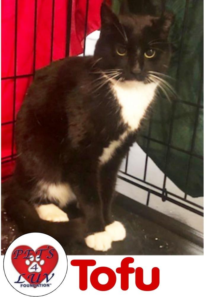 Enlarge Miso Manhasset, a Adoptable mixed breed in Westbury, NY image 2/2