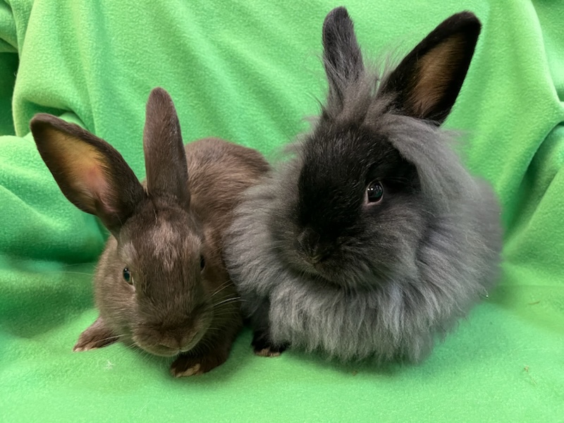 Burrito & Taquito, Adoptable, Young Male Lionhead.