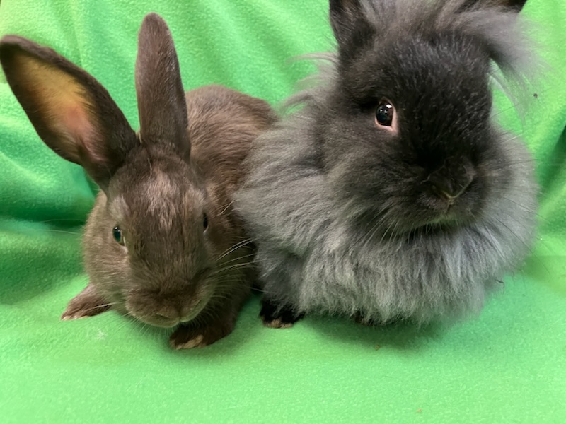 Enlarge Burrito & Taquito, a Adoptable mixed breed in Haltom City, TX image 2/4