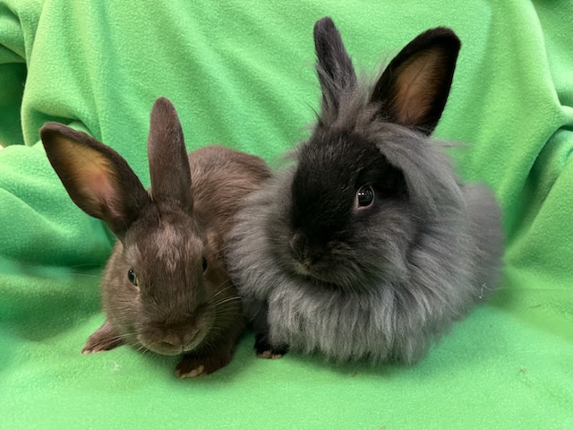 Enlarge Burrito & Taquito, a Adoptable mixed breed in Haltom City, TX image 3/4