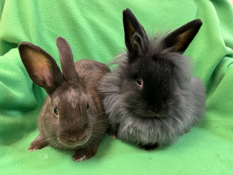 Enlarge Burrito & Taquito, a Adoptable mixed breed in Haltom City, TX image 4/4