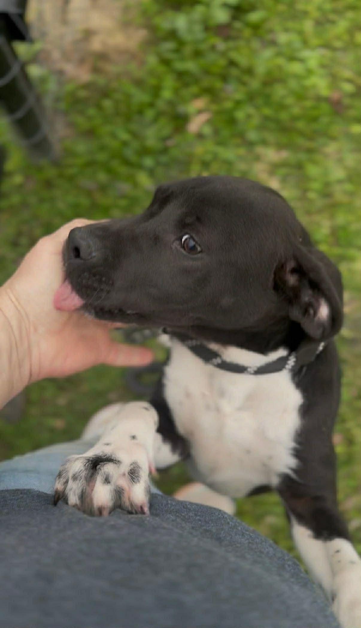 Enlarge Twinkle the sweet lab mix puppy, a Adoptable mixed breed in Muskego, WI image 3/5