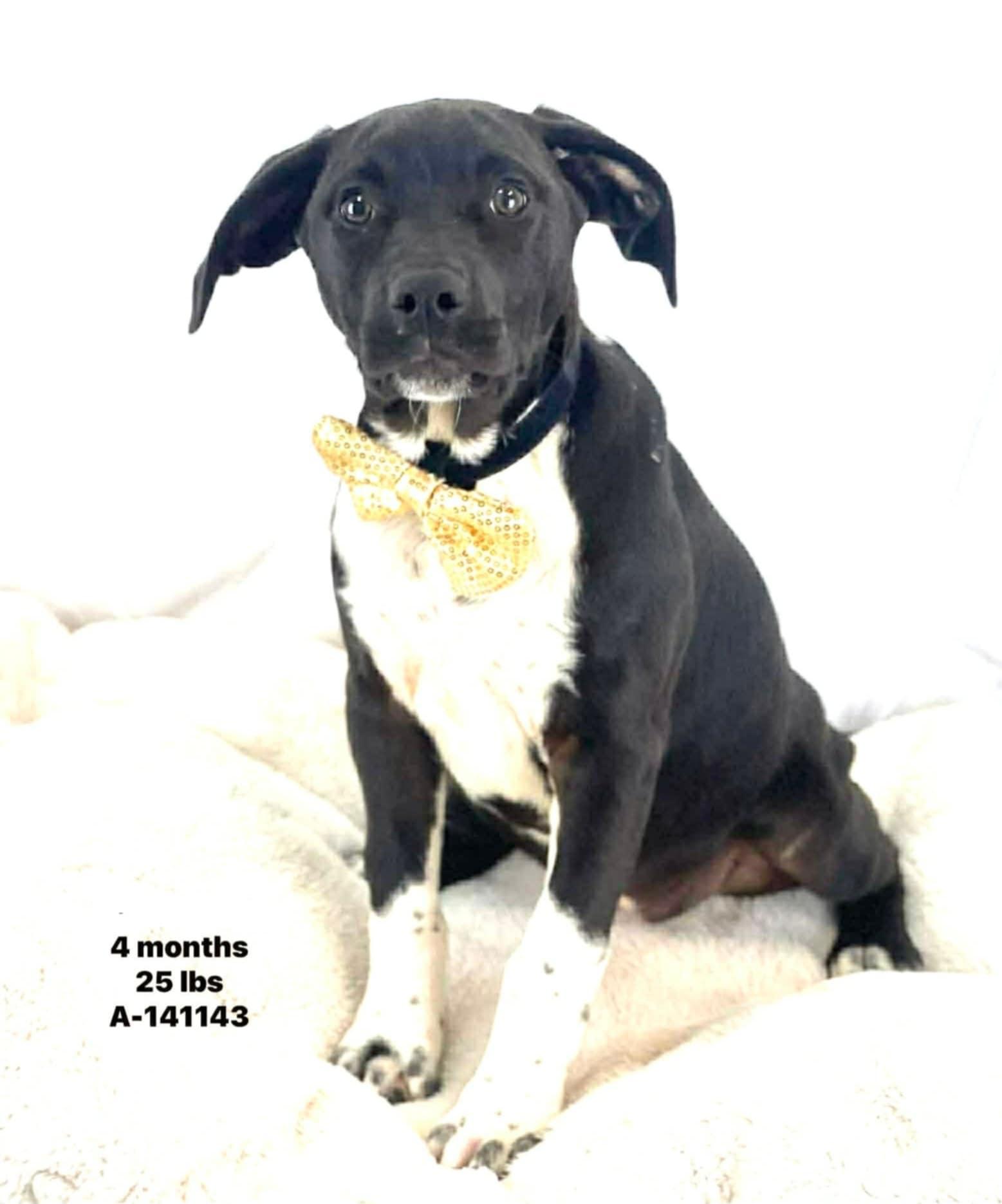 Enlarge Twinkle the sweet lab mix puppy, a Adoptable mixed breed in Muskego, WI image 5/5