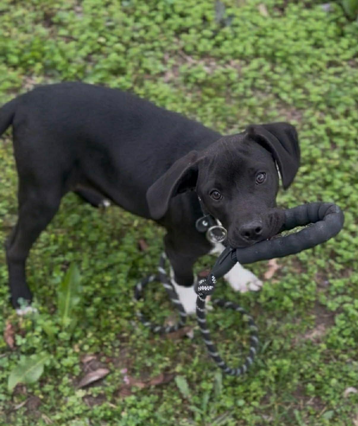 Enlarge Twinkle the sweet lab mix puppy, a Adoptable mixed breed in Muskego, WI image 2/5