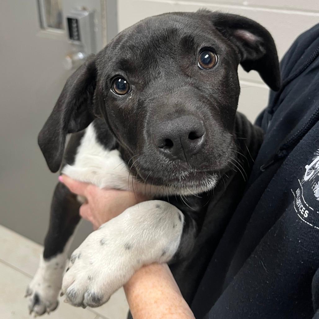 Enlarge Twinkle the sweet lab mix puppy, a Adoptable mixed breed in Muskego, WI image 4/5