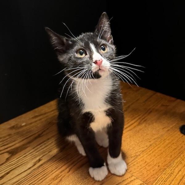 Bond, Adoptable, Kitten Male Domestic Short Hair.