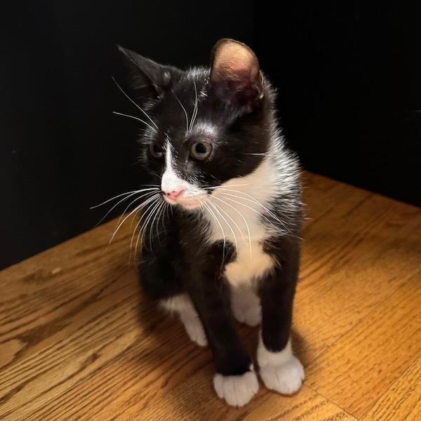 Enlarge Bond, a Adoptable Domestic Short Hair in Cary, NC image 1/5