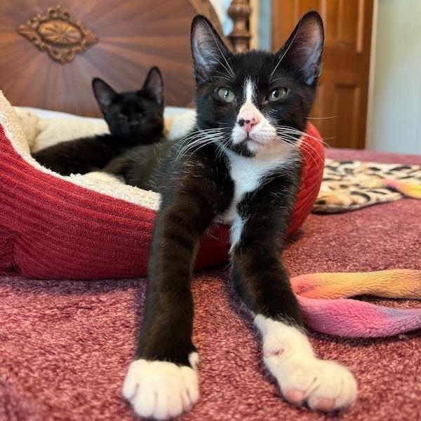 Enlarge Bond, a Adoptable Domestic Short Hair in Cary, NC image 2/5