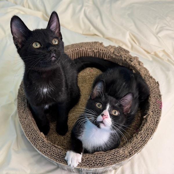 Enlarge Bond, a Adoptable Domestic Short Hair in Cary, NC image 5/5