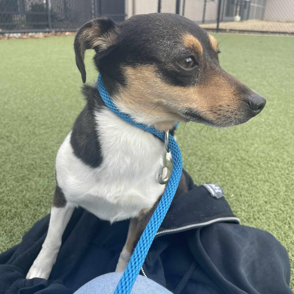 Stanley, Adoptable, Young Male Jack Russell Terrier & Chihuahua.