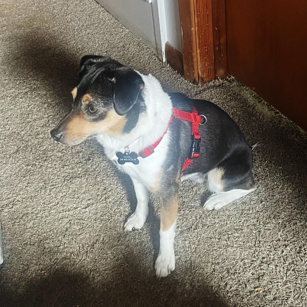 Enlarge Stella, a Adoptable mixed breed in Wichita, KS image 4/6