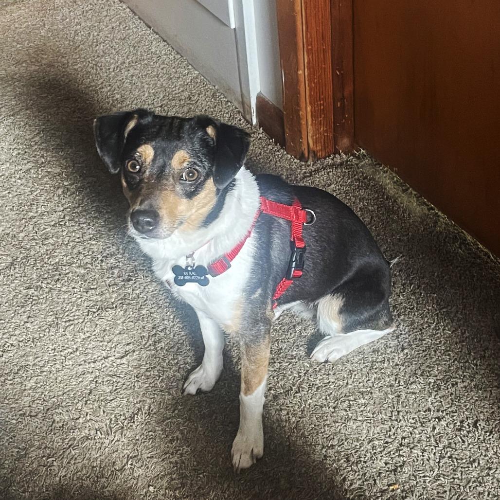 Enlarge Stella, a Adoptable mixed breed in Wichita, KS image 5/6