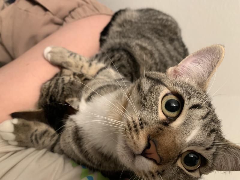 Enlarge Miso, a Adoptable mixed breed in Sunnyvale, CA image 1/6