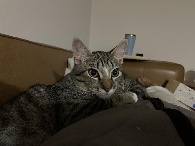 Enlarge Miso, a Adoptable mixed breed in Sunnyvale, CA image 3/6