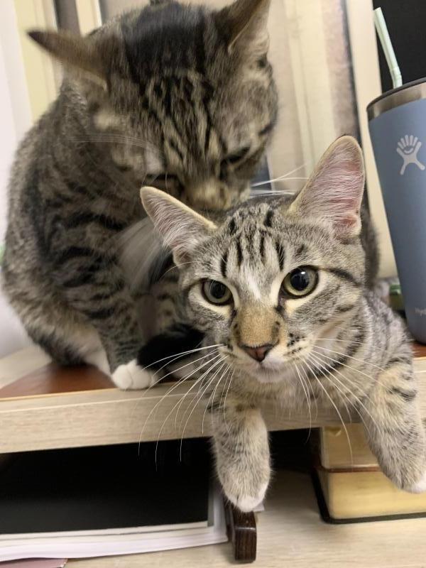 Enlarge Miso, a Adoptable mixed breed in Sunnyvale, CA image 5/6