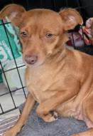 Enlarge Dixie, a ADOPTABLE mixed breed in Santa Clara, CA image 3/4