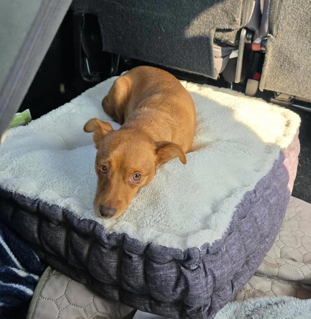 Enlarge Dixie, a ADOPTABLE mixed breed in Santa Clara, CA image 2/4