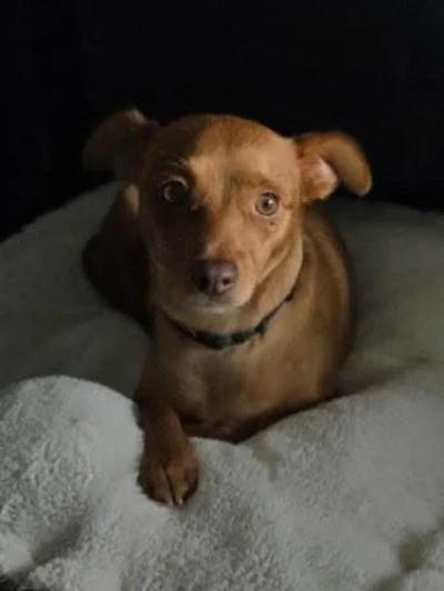 Enlarge Dixie, a ADOPTABLE mixed breed in Santa Clara, CA image 1/4