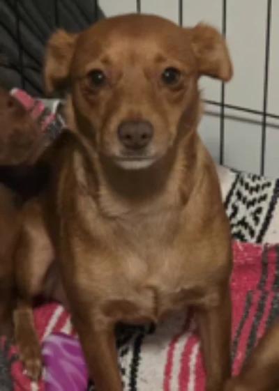 Enlarge Dixie, a ADOPTABLE mixed breed in Santa Clara, CA image 4/4