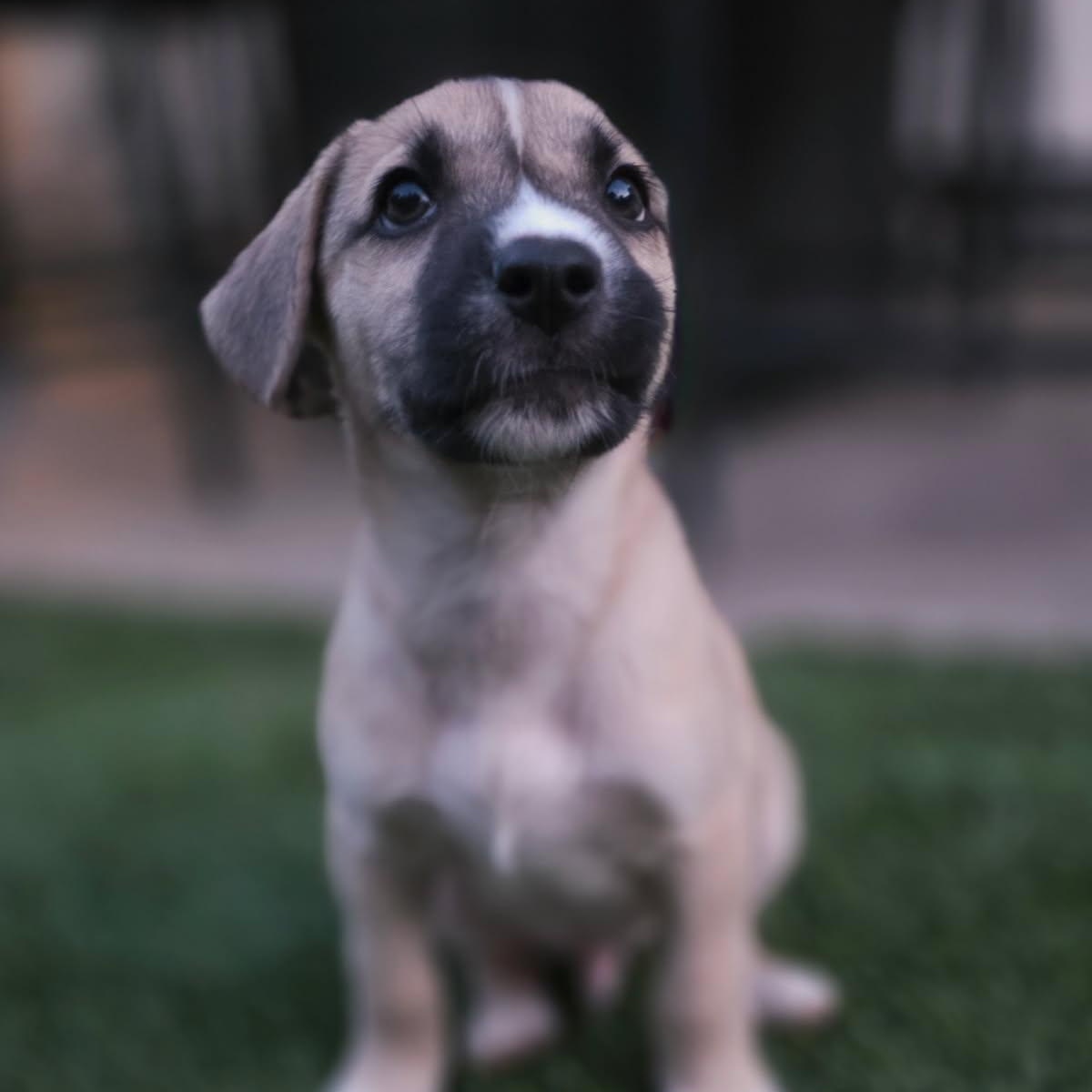 Enlarge Clutch (Motocross litter), an adopted mixed breed in San Diego, CA image 1/4