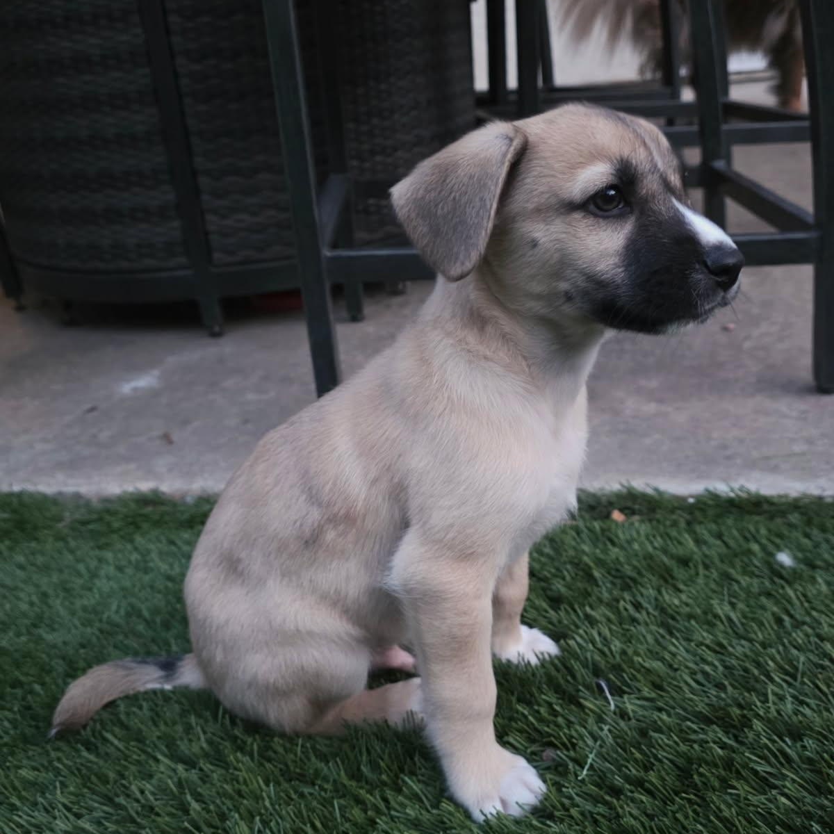 Enlarge Clutch (Motocross litter), an adopted mixed breed in San Diego, CA image 4/4