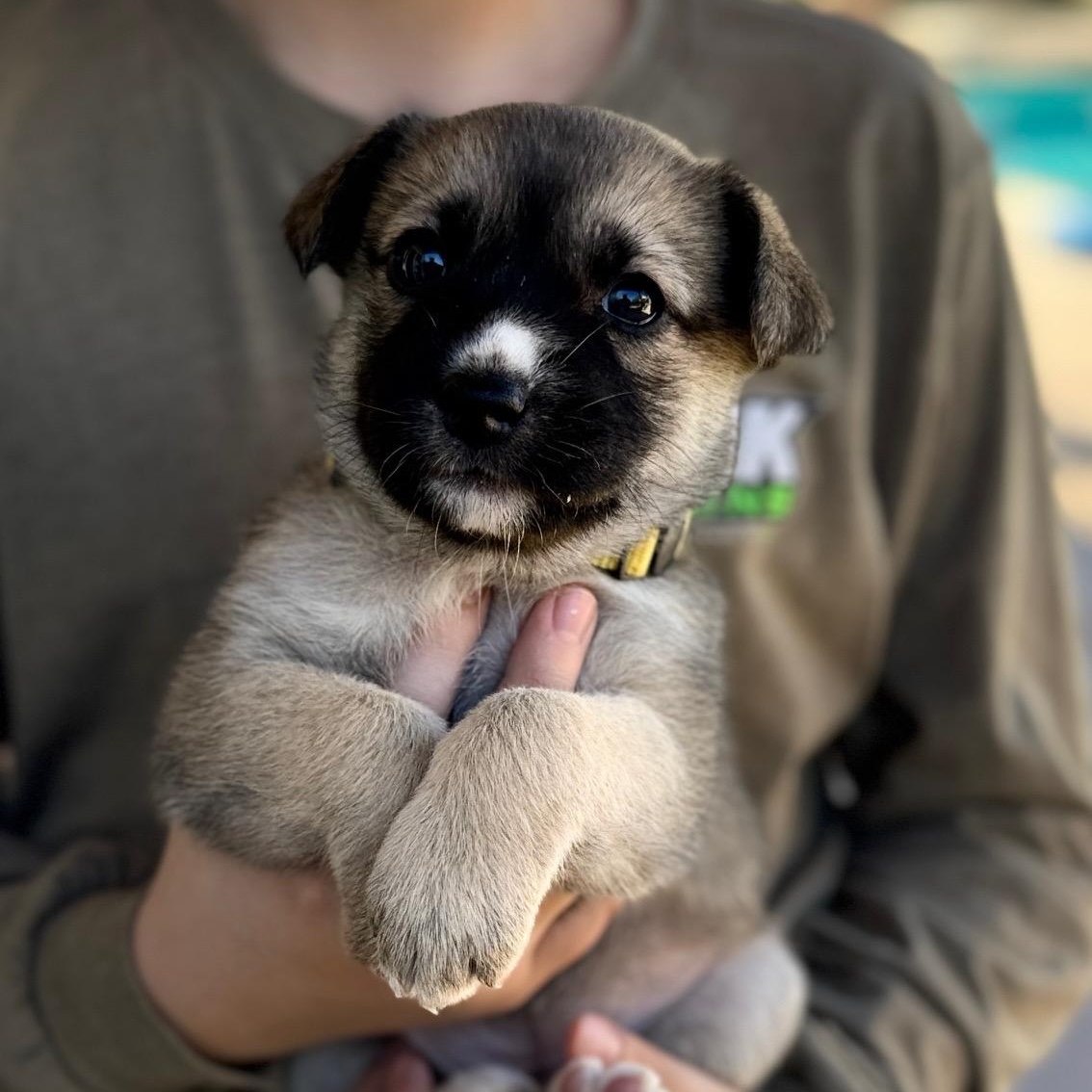 Enlarge Clutch (Motocross litter), an adopted mixed breed in San Diego, CA image 3/4