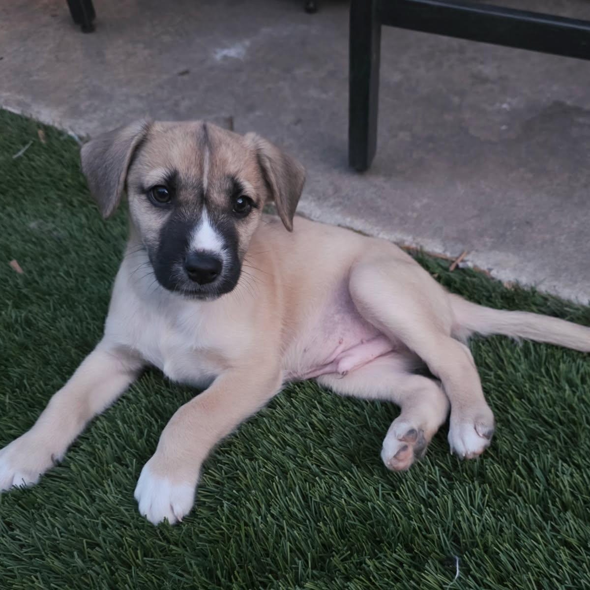 Enlarge Clutch (Motocross litter), an adopted mixed breed in San Diego, CA image 2/4