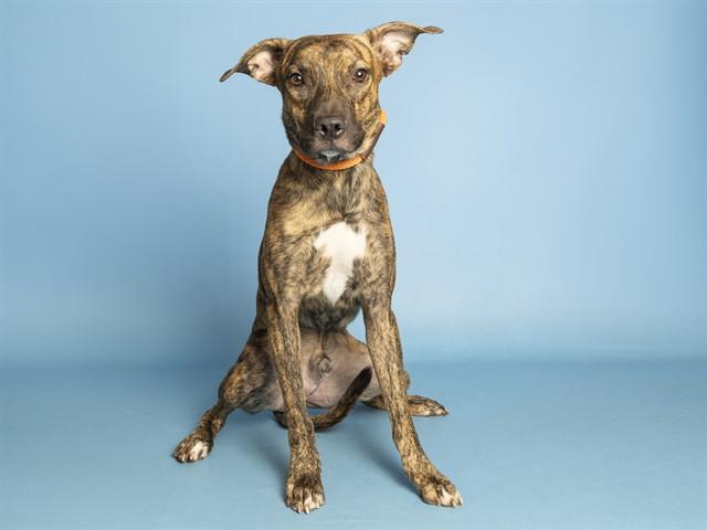 Enlarge PABLO, a Adoptable Pit Bull Terrier in Phoenix, AZ image 1/1