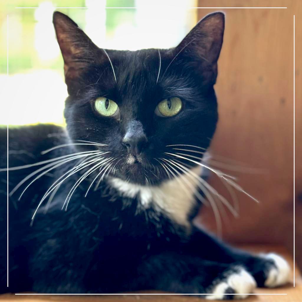 Queen — thumbnail 4