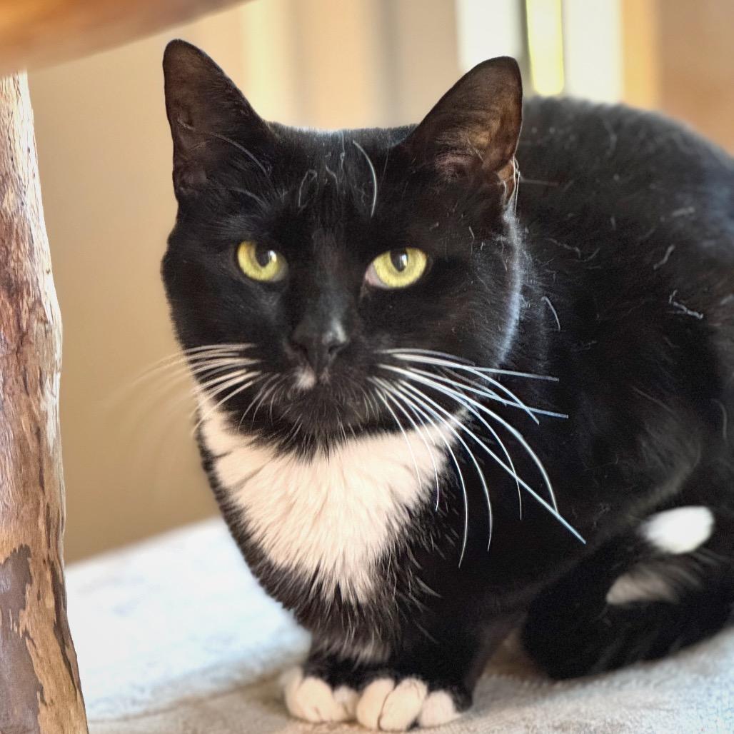 Queen — thumbnail 5