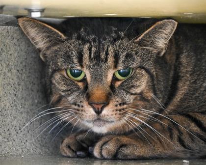 Marceline, Adoptable, Adult Female Domestic Short Hair.