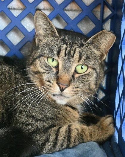 Enlarge Marceline, a Adoptable Domestic Short Hair in West Seneca, NY image 1/3