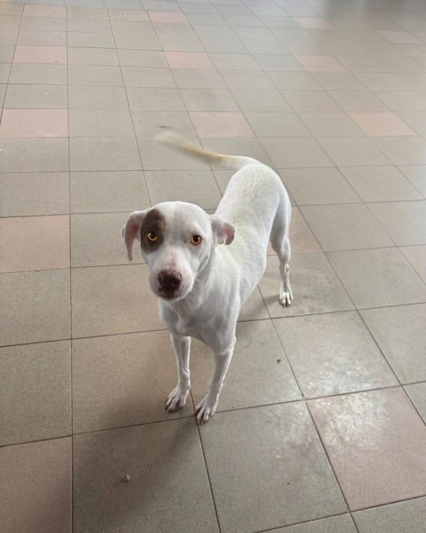 Enlarge Hazel, a ADOPTABLE mixed breed in Virginia Beach, VA image 3/3