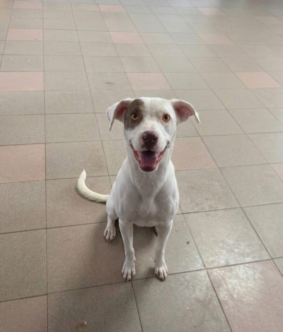 Enlarge Hazel, a ADOPTABLE mixed breed in Virginia Beach, VA image 1/3