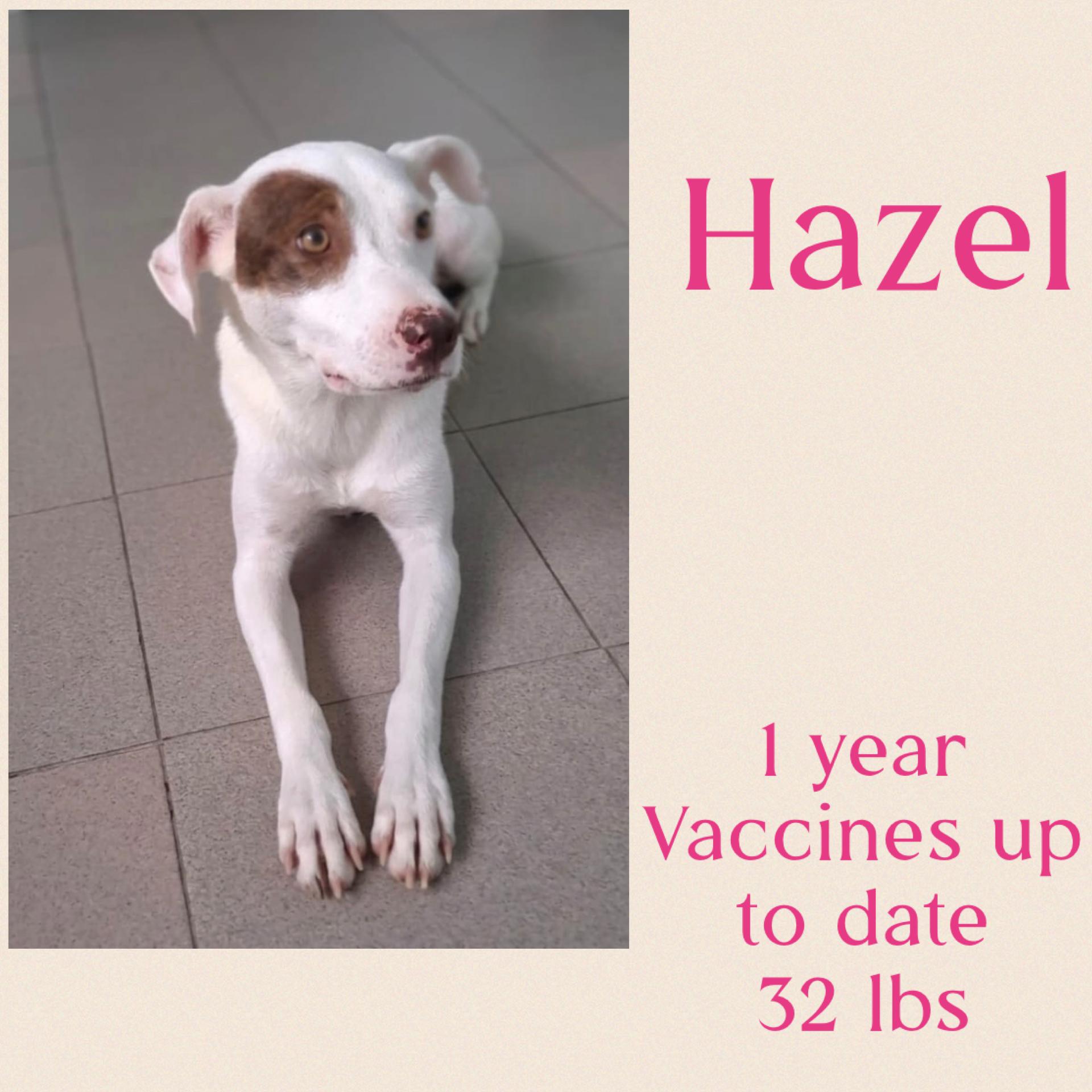 Enlarge Hazel, a ADOPTABLE mixed breed in Virginia Beach, VA image 1/1