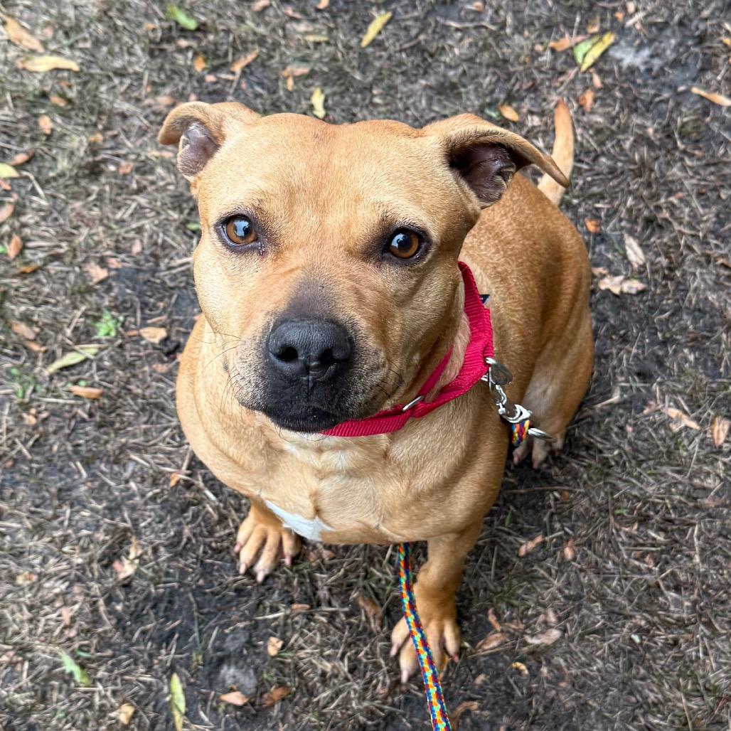 Enlarge Buttercup, a Adoptable Mixed Breed in Titusville, FL image 1/6