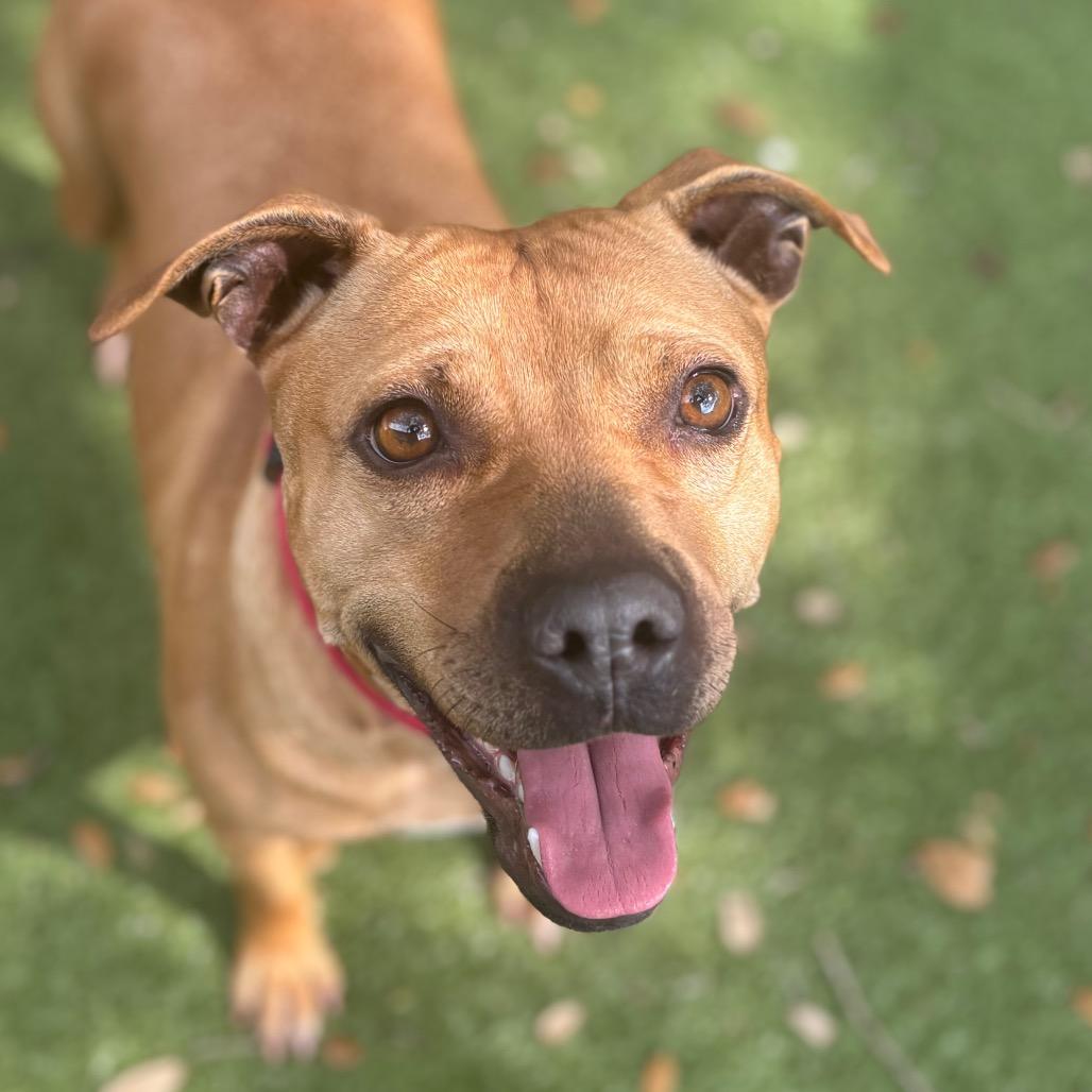 Enlarge Buttercup, a Adoptable Mixed Breed in Titusville, FL image 2/6