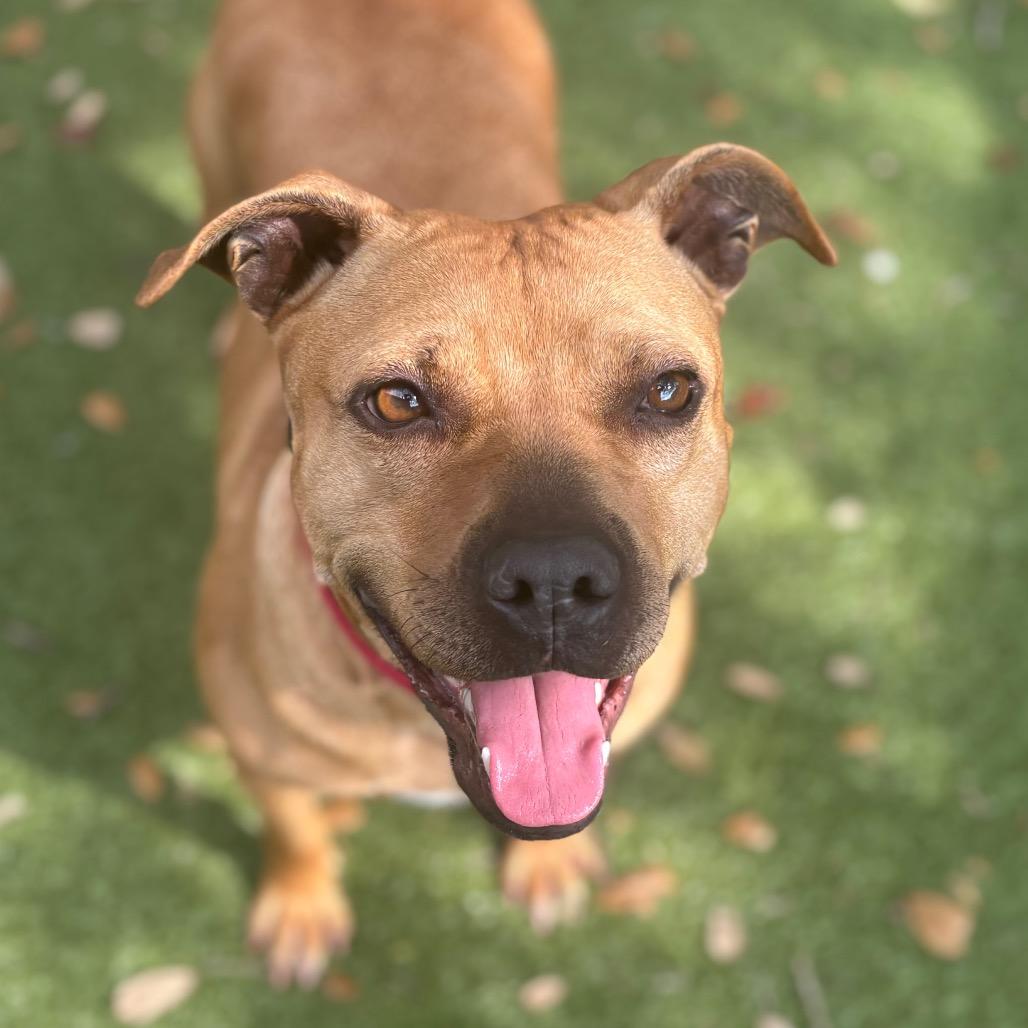 Enlarge Buttercup, a Adoptable Mixed Breed in Titusville, FL image 3/6