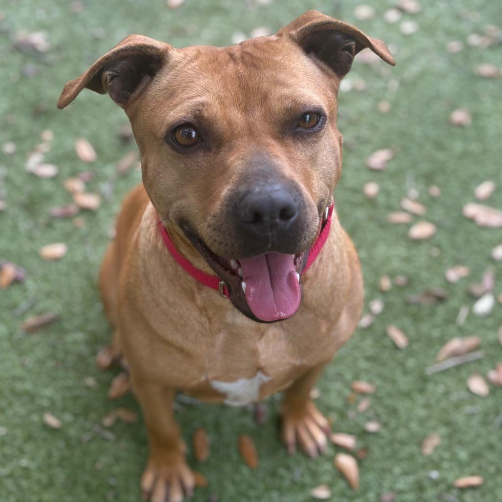 Enlarge Buttercup, a Adoptable Mixed Breed in Titusville, FL image 4/6