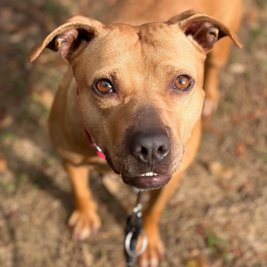Enlarge Buttercup, a Adoptable Mixed Breed in Titusville, FL image 6/6